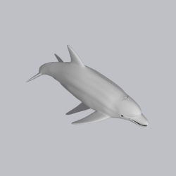 海豚 (1)
