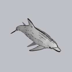 海豚（2）