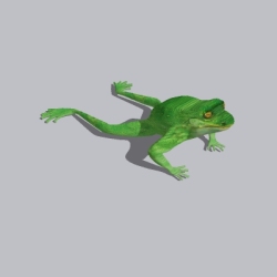 青蛙 (1)