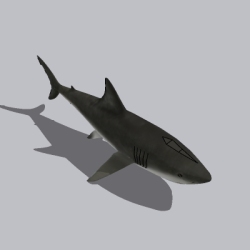 鲨鱼 (1)