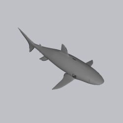 鲨鱼 (3)