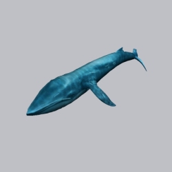 鲸鱼 (1)