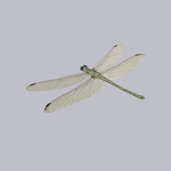 蜻蜓 (1)