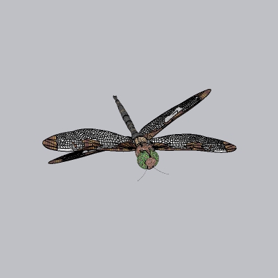 蜻蜓 (2)