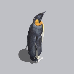 企鹅 (1)