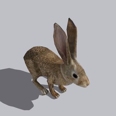 兔子 (1)