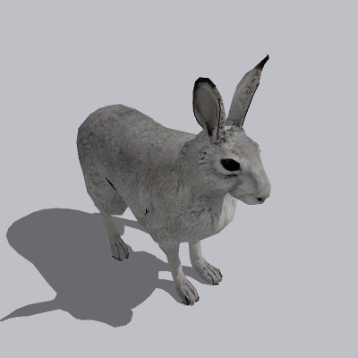 兔子 (3)