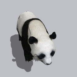 熊猫 (1)