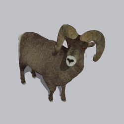 羊 (6)
