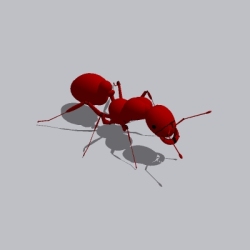 蚂蚁 (1)