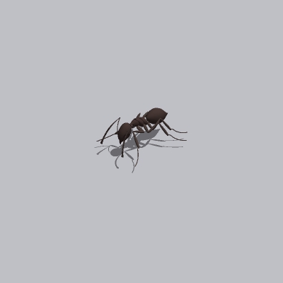 蚂蚁（2）