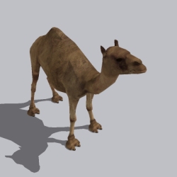 骆驼（1）