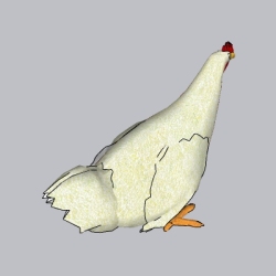 鸡 (3)