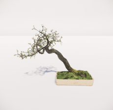 禅意盆栽花卉1_Sketchup模型